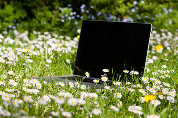 Notebook auf einer Wiese, Notebook on a meadow