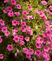 Obraz premium Flowers