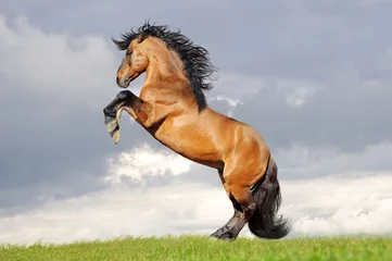 Fotobehang horse rearing © Olga Itina