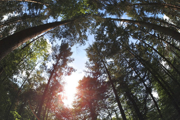 Fototapeta premium Baum von unten