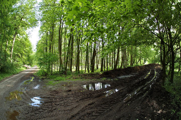 Matschiger Waldweg