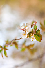 white cherry flowers