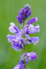 Wiesenblume