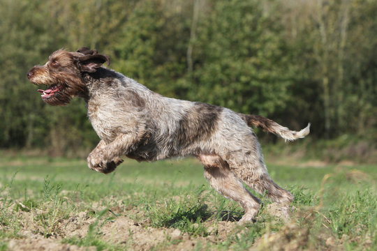 saut du chien de chasse en action