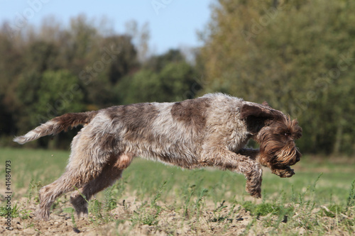 Griffon Korthals En Plein Effort Stock Photo And Royalty