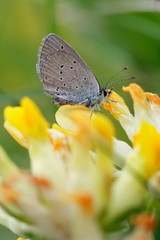 Schmetterling auf Hornkleeblüten
