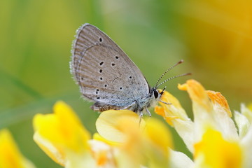 Fototapeta na wymiar Schmetterling auf Hornkleeblüten