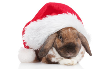 Lop-eared rabbit in cap of Santa Claus isolated on white