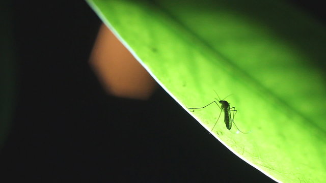 Mosquito