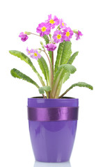 Beautiful purple primrose in a flowerpot isolated on white
