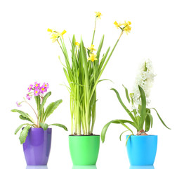 beautiful spring flowers in pots isolated on white