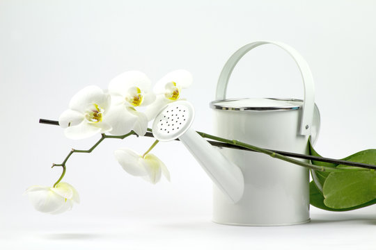 Innaffiatoio con orchidea