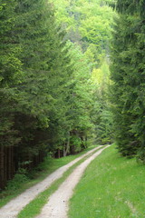 Fototapeta na wymiar Droga leśna
