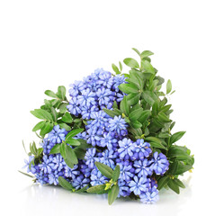 Fototapeta premium Muscari - hyacinth isolated on white
