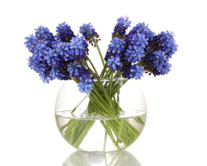 Muscari - hyacinth in vase isolated on white