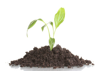 Young plant in ground isolated on white