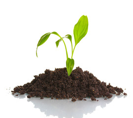 Young plant in ground isolated on white