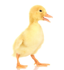 Duckling isolated on white