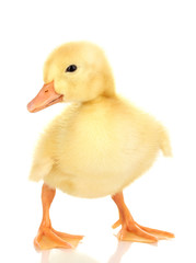 Duckling isolated on white