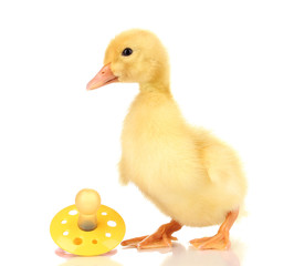 Duckling isolated on white