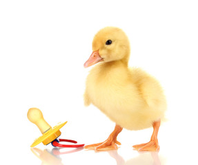 Duckling and baby's dummy isolated on white