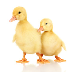 Two duckling isolated on white
