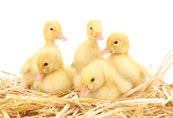 Five duckling on straw isolated on white