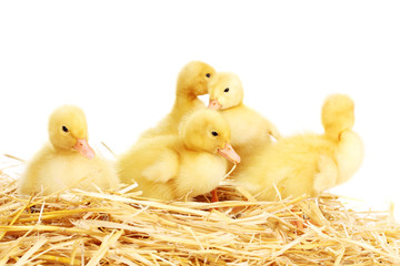 Five duckling on straw isolated on white