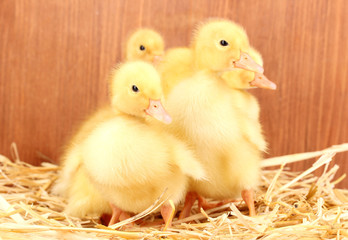 Five duckling on straw on wooden background