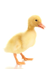Duckling isolated on white