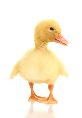 Duckling isolated on white
