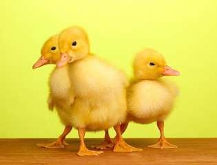 Duckling on wooden table on green background