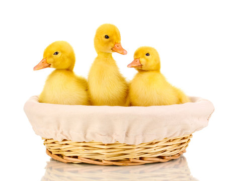 Three duckling in basket isolated on white