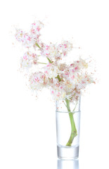 chestnut flowers in a glass isolated on white
