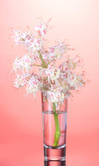 chestnut flowers in a glass on bright colorful background