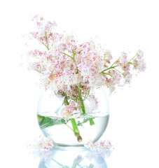 Vase of chestnuts flowers isolated on white