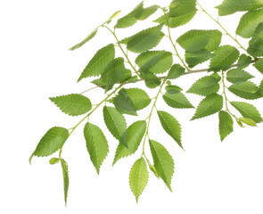 Beautiful green twig isolated on white