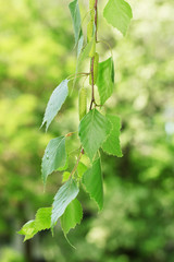 Fototapeta na wymiar green birch leaves on green background