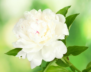 beautiful white peony on green background