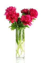 beautiful pink peonies in glass vase with bow isolated on white