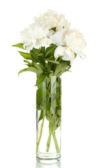 beautiful white peonies in glass vase with bow isolated on white
