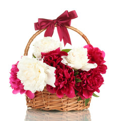 beautiful pink and white peonies in basket with bow isolated