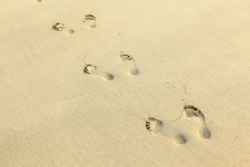 Fototapeta na wymiar human footprints in the sand at the beach