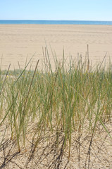 Beach grass