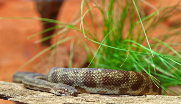 stimsons python snake