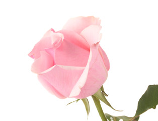 Pink rose isolated on white