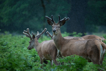 Deers in a forest