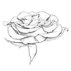 highly detailed hand drawn rose