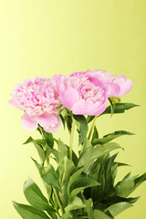 Fototapeta premium Three pink peonies on green background