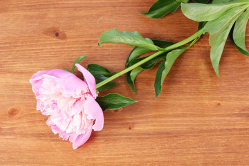 Pink peony on wooden background